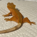 Super Red Phantom/Patternless Sub Adult Female Crested Gecko