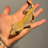 Extreme Harlequin Cold Fusion Line Sub Adult Female Crested Gecko