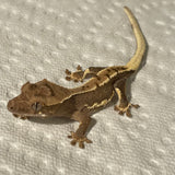 Extreme Harlequin Lilly White Juvenile Crested Gecko