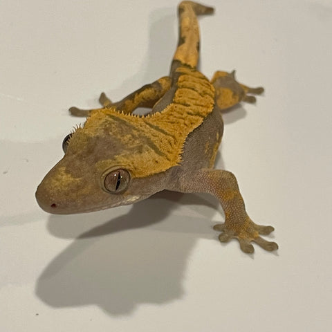 Slate Grey/ Blue Base Extreme Harlequin Juvenile Male Crested Gecko
