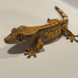 Slate Grey/Blue Base Extreme Harlequin Juvenile Male Crested Gecko