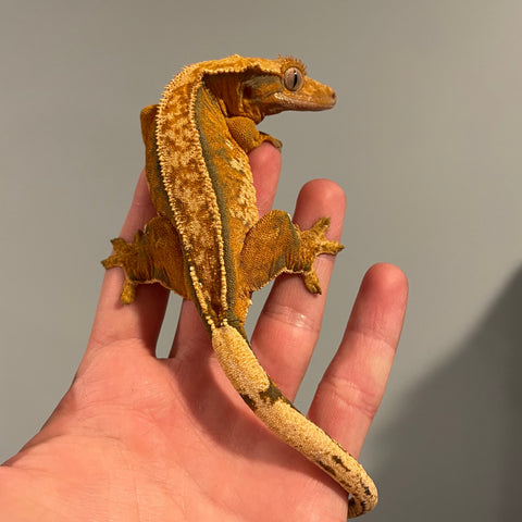 RTB Extreme Tangerine White Wall Adult Female Crested Gecko