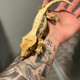 Adult Female Tri Color Lilly White 50% Het Axanthic Crested Gecko