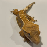 Sub Adult Female Extreme Harlequin Crested Gecko