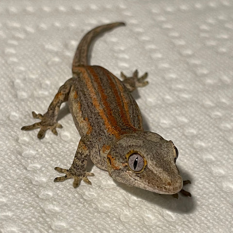 Super Red & Orange Stripe Juvenile Gargoyle Gecko