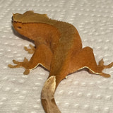 Extreme Red Phantom/Patternless Female Sub Adult Crested Gecko