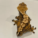 Super Dark Base High Coverage Extreme Harlequin Juvenile Male Crested Gecko