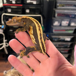Super Stripe  White Wall Male