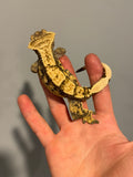 Black Head Dark Base High Contrast Extreme Harlequin 50% Het Axanthic Adult Male Crested Gecko