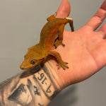 Extreme Red Phantom/Patternless Sub Adult Female Crested Gecko