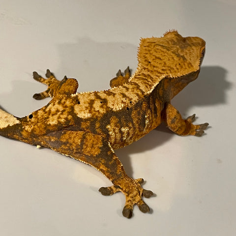 High Contrast Tri Color Extreme Harlequin Female Crested Gecko