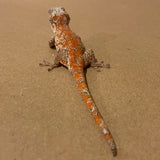 Extreme Super Orange Blotch Sub Adult Male Gargoyle Gecko