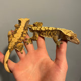 High End Extreme Harlequin Male & Female 50% Het Axanthic Pair Sub Adult/Adult Crested Gecko