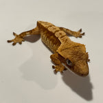 Red Base Extreme Harlequin 50% Het Axanthic Juvenile Crested Gecko