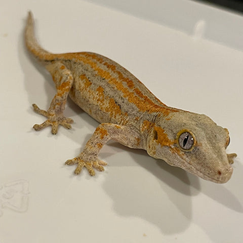 Extreme Red & Orange Stripe Juvenile Gargoyle Gecko