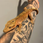 Red Base Patternless Dalmatian Sub Adult Male Crested Gecko
