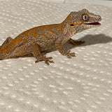 Ultra High End Super Orange Blotch Juvenile Gargoyle Gecko