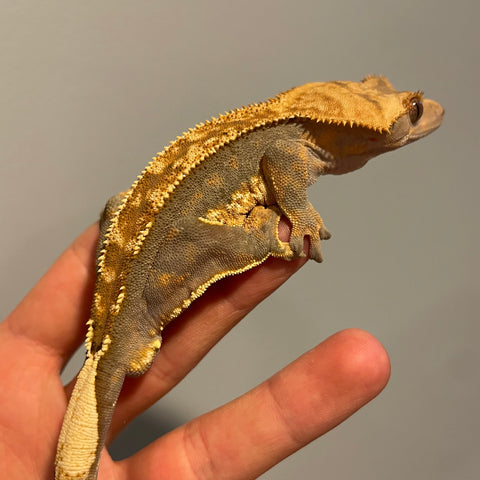 Extreme Harlequin Sub Adult Male Crested Gecko