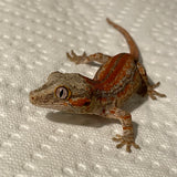 Ultra High End Red Super Stripe Juvenile Gargoyle Gecko