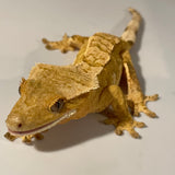 Yellow Base Extreme Harlequin Juvenile Female Crested Gecko