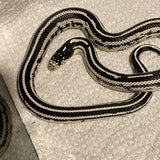 Juvenile Female Aberrant Striped Black & White California King Snake