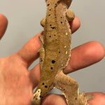 Chocolate Base Dalmatian Male Sub Adult Crested Gecko
