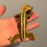 Super Stripe RTB Adult Male Crested Gecko