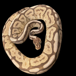 Black Pastel Mojave Spider Trick Sub Male Ball Python