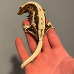 Super Dark Base Sub Adult Female Extreme Harlequin Lilly White Crested Gecko