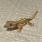 Super Brindle Lilly White Het Empty Back 50% Het Axanthic Juvenile Crested Gecko