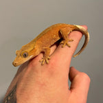Super Red Phantom/Patternless Sub Adult Female Crested Gecko