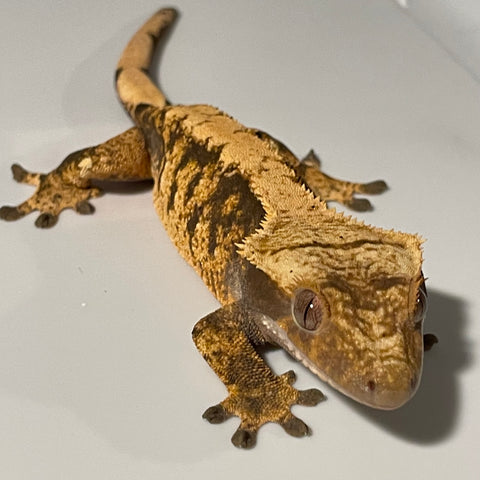 High Contrast High Coverage Extreme Harlequin 50% Het Axanthic Sub Adult Female Crested Gecko