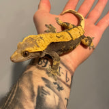 Black Head Dark Base Extreme Harlequin Sub Adult Female Crested Gecko