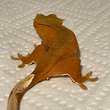 Extreme Red Phantom/Patternless Female Sub Adult Crested Gecko