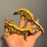 Black Head High Contrast Extreme Harlequin Adult Male & Female 50% Het Axanthic Crested Gecko Breeding Pair