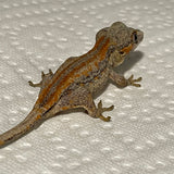 Red & Orange Stripe Juvenile Gargoyle Gecko