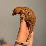 Red Base Patternless Ink Blot Dalmatian Female Sub Adult Crested Gecko