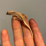 Empty Back Lilly White 50% Het Axanthic Juvenile Crested Gecko