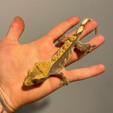 Soft Scale Extreme Harlequin Sub Adult Female Crested Gecko