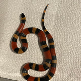 Yearling Female Apricot Pueblan Milk Snake