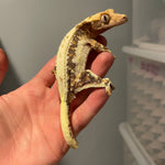 Adult Female Tri Color Lilly White 50% Het Axanthic Crested Gecko