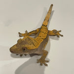 Slate Grey/ Blue Base Extreme Harlequin Juvenile Male Crested Gecko