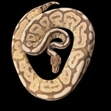 Black Pastel Mojave Spider Trick Sub Male Ball Python