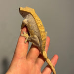 Extreme Harlequin Cold Fusion Line Sub Adult Female Crested Gecko