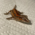 Ultra High End Super Red Stripe Juvenile Gargoyle Gecko