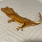 Dreamsicle Orange Phantom Lilly White 50% Het Axanthic Sub Adult Male Crested Gecko