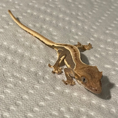 Ultra High End Extreme Harlequin Lilly White Het Empty Back Juvenile Crested Gecko