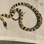 Juvenile Male High White Aberrant California King Snake