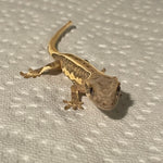 Super Brindle Lilly White Het Empty Back 50% Het Axanthic Juvenile Crested Gecko