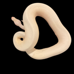 Pastel Champagne Coral Glow Male RTB Ball Python